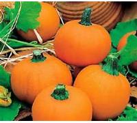 100 semi Wee-Be-Little Pumpkin Seeds nuovo seme per le sementi A Non-OGM Seeds ONLY