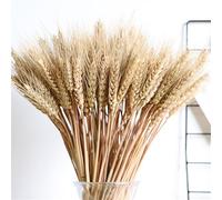 100 stelis Spighe Di Grano Decorative, Spighe Di Grano Essiccate, Fiori Secchi Decorativi Per Vaso, Fiori Granos Essiccato, Mazzo stelis Granos Naturale, Decorazione Autunnale Per Ghirlanda