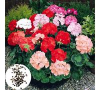 100 Stück Geraniumsamen Zum Pflanzen Nicht-gvo Einfach Zu Wachsen Blumensamen Duftpflalenze Geraniumsamen für topfpflanzen Innendekoration 100pcs
