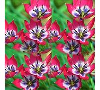 100 stück pflanzen tulpen samen nicht-gvo hoher ertrag gut angepasst schnell wachsende tulpen blumen samen für garten gewächshaus B