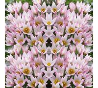 100 stück pflanzen tulpen samen nicht-gvo hoher ertrag gut angepasst schnell wachsende tulpen blumen samen für garten gewächshaus A