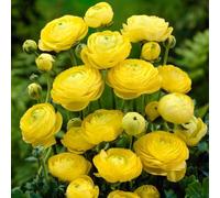 100 Stück Ranunculus Blumen Samen Einfach Zu Pflanzen Mehrjährige Blumen Samen Langblühende Ranunculus Samen für Schnittblumen Garten Dekor Giallo