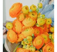 100 Stück Ranunculus Blumen Samen Einfach Zu Pflanzen Mehrjährige Blumen Samen Langblühende Ranunculus Samen für Schnittblumen Garten Dekor Arancia