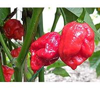 100 Trinidad Scorpion Pepper Seeds World Record 2012 Hot Peppers Seed : Package Contains seeds