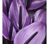 100 Unids Flores Raras Anthurium Semillas BalcÓN Planta En Maceta Anthurium Semillas De Flores Para El JardÍN De Diy