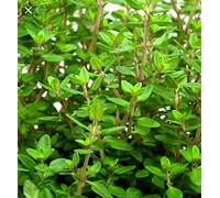 100 Winter Timo Semi-GMO Non-Open Impollinazione Organic Seeds ONLY