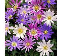 100 X Anemone Blanda Misti - Bulbi Alta Qualità (100)