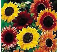 100 x Beauty Sunflower Seeds - Helianthus annuus Seed - resistenti alla siccità - oro, marrone, rosso scuro estese Blooms - Attrae farfalle e uccelli - ZONE 1-10 Seeds ONLY