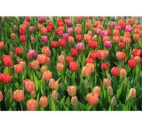 100 X Tulipani misti - Tulipa mix - Tulipani Rosso, Rosa e Arancio - Ø 12/+ (100)