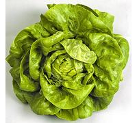 1000 BIBB lattuga cappuccio 2018 (tutti i non-OGM semi cimelio vegetali!)