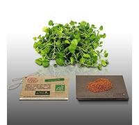 1000 Grines Bio à semer - Le Grenier d'Abondance - CRESSON Alénois commun - Certifié AB - Lepidium sativum
