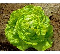 1000 nero Boston lattuga cappuccio (semi non OGM cimelio vegetali!) 2018