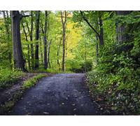 1000 Pezzi di Puzzle per Il Regalo di Giocattoli Educativi per Adolescenti - Alberi del sentiero del parco 75x50cm