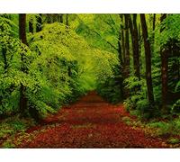 1000 Pezzi di Puzzle per Il Regalo di Giocattoli Educativi per Adolescenti - foreste alberi sentiero 75x50cm