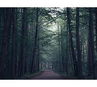 1000 Pezzi di Puzzle per Il Regalo di Giocattoli Educativi per Adolescenti - foreste sentiero nebbia 75x50cm