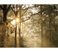 1000 Pezzi di Puzzle per Il Regalo di Giocattoli Educativi per Adolescenti - Sentiero alberi felce 75x50cm
