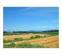 1000 Pezzi Puzzle, Divertimento per Adulti-Campi,economia,fieno 70x50cm