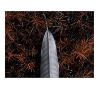 1000 Pezzi Puzzle,Idea Regalo Adulti-Foglia,Erba,Grigio,Natura 70x50cm