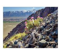 1000 Pezzi Puzzle,Idea Regalo Adulti-Montagna,Pendio,Pietre,Cactus,Fiori,Pianta,Natura 70x50cm