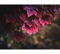 1000 Pezzi Puzzle,Regalo per Amore e Amico - Foglie pianta rossa 75x50cm