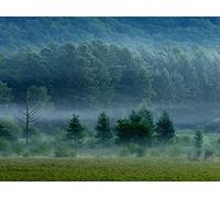 1000 Pezzi Puzzle,Regalo per Amore e Amico - foreste nebbia alberi 75x50cm