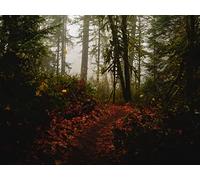 1000 Pezzi Puzzle,Regalo per Amore e Amico - foreste sentiero nebbia 75x50cm