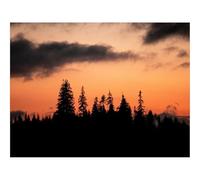 1000 Pezzi Puzzles für Erwachsene und Kinder-Alberi,Silhouette,Tramonto,Crepuscolo 70x50cm