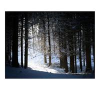 1000 Pezzi Puzzles für Erwachsene und Kinder-foreste,neve,ombra 70x50cm