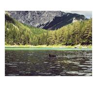 1000 Pezzi Puzzles für Erwachsene und Kinder-Lago,Anatra,Foreste,Montagne 70x50cm