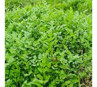 1000 pezzi semi di fuoco resistenti all'inverno per giardino, semi di fuoco biologici, esotici giardino casa