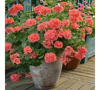 1000 pezzi semi di geranio appendendo - di giardino decorazione semi perenni resistenti che coprono il suolo, balcone per l'inverno