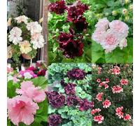 1000 pezzi semi di geranio perenne - da balcone resistenti semi da balcone, resistenti per il giardino,