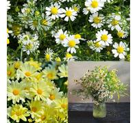 1000 pezzi semi di manzanilla - balcone con letto elevato giardino decorativo di rocce resistenti, semi di manzanilla decorazione