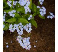 1000 pezzi semi di nomeolvides - balcone con letto elevato balcone resistenti semi di prato copertura del suolo, perenne resistente,