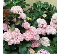 1000 pezzi semi di ortensie - resistenti in resistenti, di decorazione semi giardino