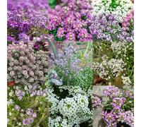 1000 pezzi semi di pietra - semi di copertura del suolo resistenti, primavera balcone giardino giardino Decorazione