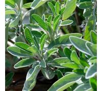 1000 pezzi semi di salvia da giardino semi di medicinali resistenti all'esterno, decorazione in