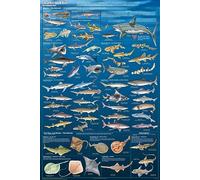 1000 pezzi squali e grande trebbiatrice bianca pattini martello raggi grande puzzle per adulti puzzle cane per adulti giocattoli regalo famiglia decorazione puzzle