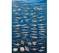 1000 pezzi squali e pesci grande mappa dell'oceano bianco grande puzzle per adulti puzzle cane per adulti giocattoli regalo famiglia decorazione puzzle
