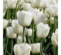 1000 pezzi Tulpenzwiebeln Samen Liliaceae Mehrjährige Harte Zwiebeln Frühling Blühende Samen für Garden Outdoor Home Balkon D