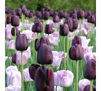 1000 pezzi Tulpenzwiebeln Samen Liliaceae Mehrjährige Harte Zwiebeln Frühling Blühende Samen für Garden Outdoor Home Balkon B