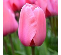 1000 pezzi Tulpenzwiebeln Samen Liliaceae Mehrjährige Harte Zwiebeln Frühling Blühende Samen für Garden Outdoor Home Balkon T