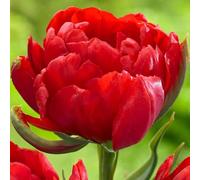 1000 pezzi Tulpenzwiebeln Samen Liliaceae Mehrjährige Harte Zwiebeln Frühling Blühende Samen für Garden Outdoor Home Balkon X