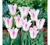 1000 pezzi Tulpenzwiebeln Samen Liliaceae Mehrjährige Harte Zwiebeln Frühling Blühende Samen für Garden Outdoor Home Balkon J