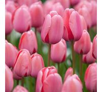 1000 pezzi Tulpenzwiebeln Samen Liliaceae Mehrjährige Harte Zwiebeln Frühling Blühende Samen für Garden Outdoor Home Balkon C