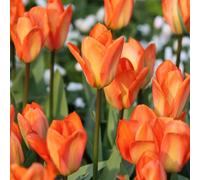 1000 pezzi Tulpenzwiebeln Samen Liliaceae Mehrjährige Harte Zwiebeln Frühling Blühende Samen für Garden Outdoor Home Balkon M