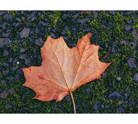 1000 Piece Jigsaw Puzzles for Kids and Adults Age 14 Years Up - Foglia d'acero caduta 75x50cm