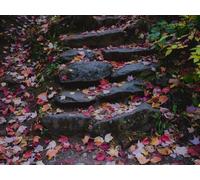 1000 Piece Jigsaw Puzzles for Kids and Adults Age 14 Years Up - Pietre del sentiero foglie cadute 75x50cm