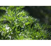 1000 Semi di Assenzio - pianta aromatica medicinale - semi contadini riproducibili - SemiWild