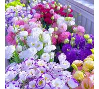 1000 semi di campanula di diversi colori, adatti per la semina in inverno,